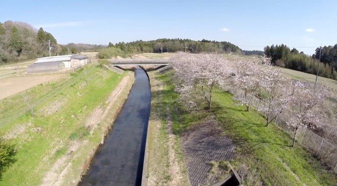 [動画]桜